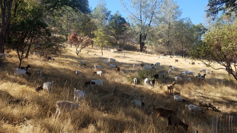 Goats graze land around Lake Oroville to reduce wildfire risk.