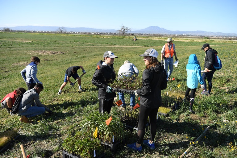Volunteers plant grasses and shrubs to help restore native riparian habitat at Dutch Slough Restoration Project
