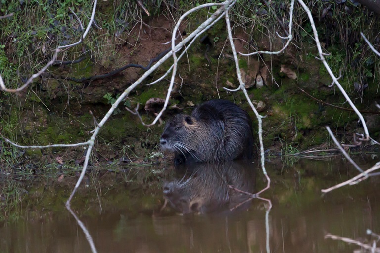 image of nutria, an invasive species