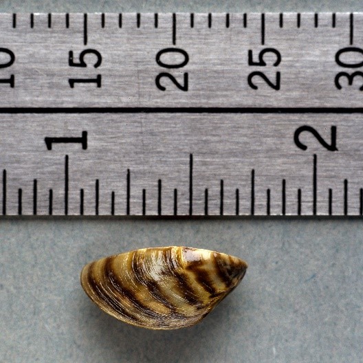 Quagga mussels are usually smaller than a dime. Picture showing mussel about one-half inch in length.