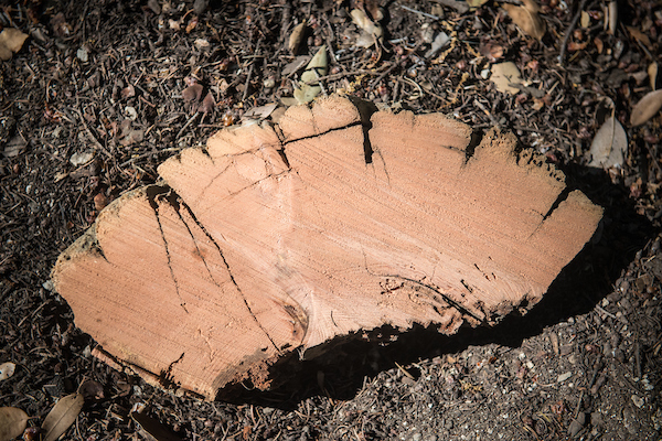Tree-Ring Study Reveals Historical Drought Record in Southern California