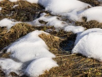 Snow blankets the Phillips Station meadow where DWR conducts the first media snow survey of the 2026 season at Phillips Station in the Sierra Nevada. Photo taken December 30, 2026.