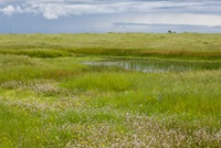 Vernal pools at the Illa M. Collin Conservation Preserve in Sacramento County. Photo taken April 10, 2026.