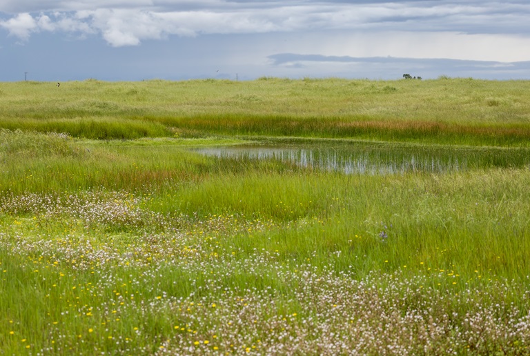 Vernal pools at the Illa M. Collin Conservation Preserve in Sacramento County. Photo taken April 10, 2026.