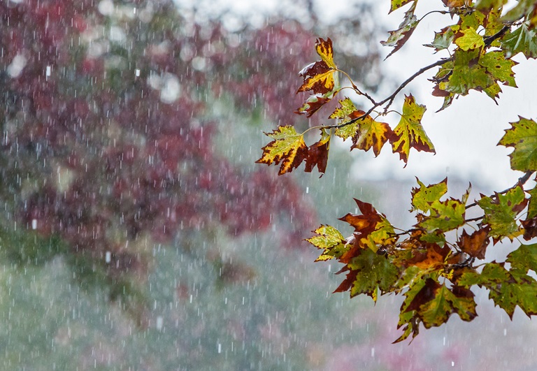 image of falling rain and leaves