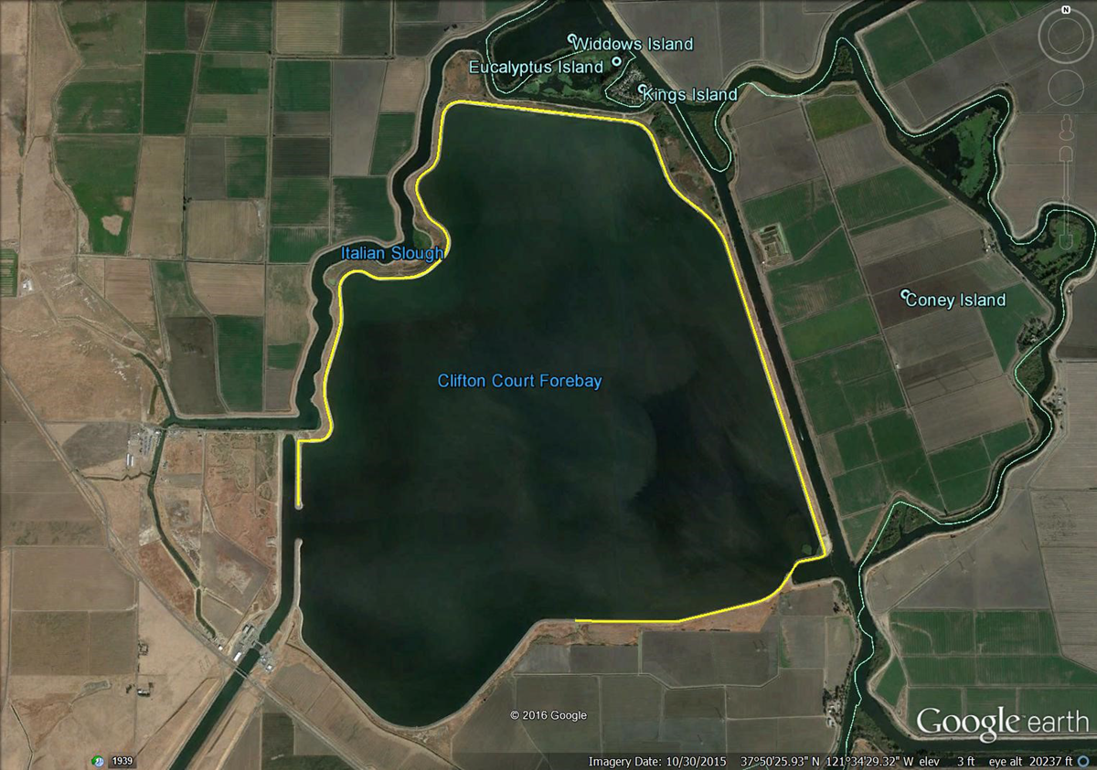 Clifton Court Forebay study site in Discovery Bay California
