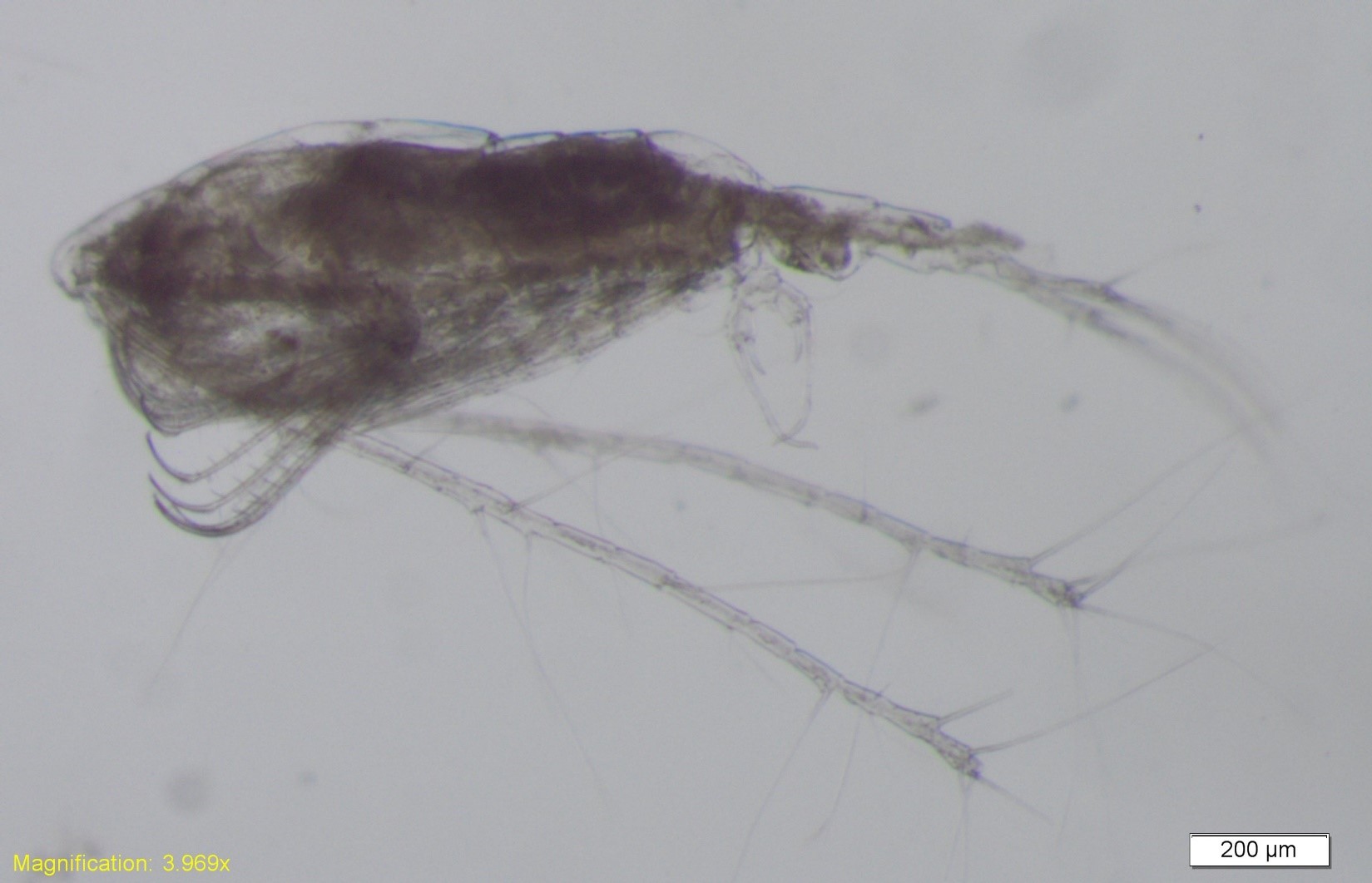 other zooplankton