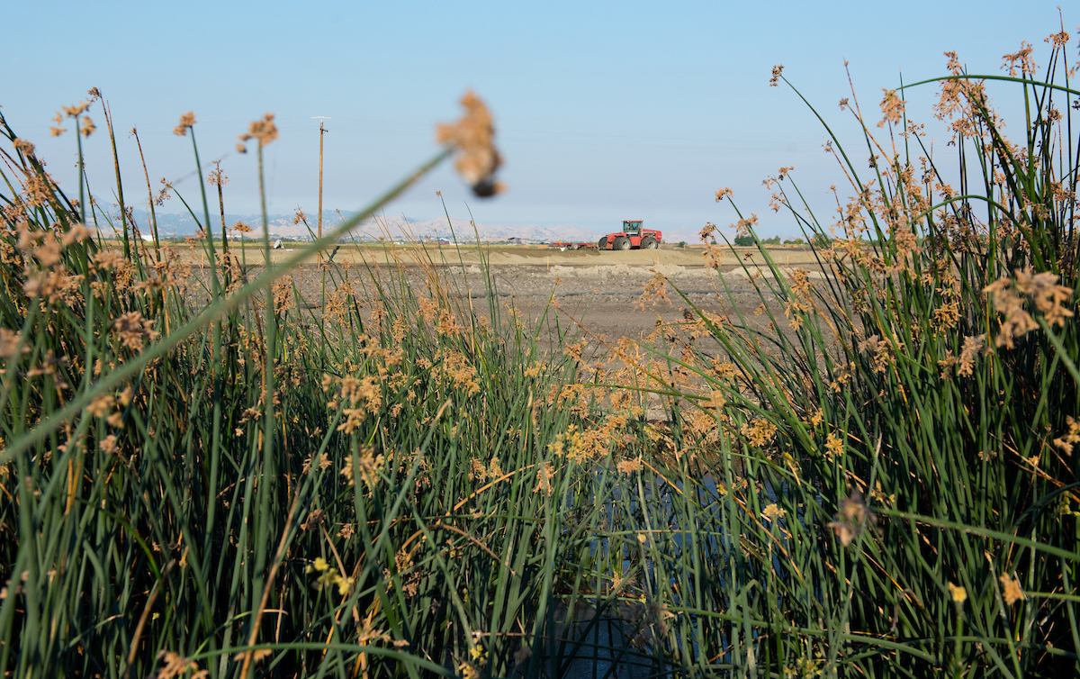 Dutch Slough 2018