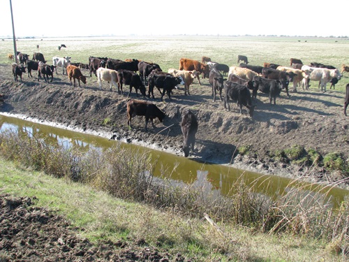 Before restoration, cattle were allowed to freely walk into the Tail Drain Ditch resulting in eroded slopes denuded of vegetation and low water quality, fall 2012.