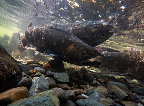 Adult Fall Run Salmon in river. 