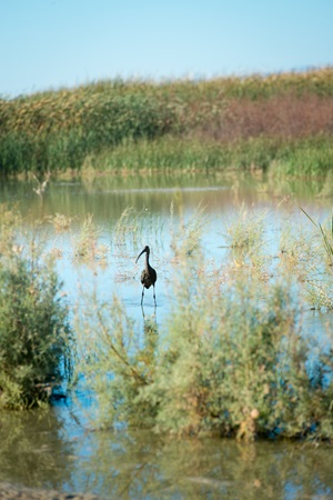 An ibis meanders through the Alamo River at Red Hill Marina County Park along the Salton Sea in Calipatria, California.