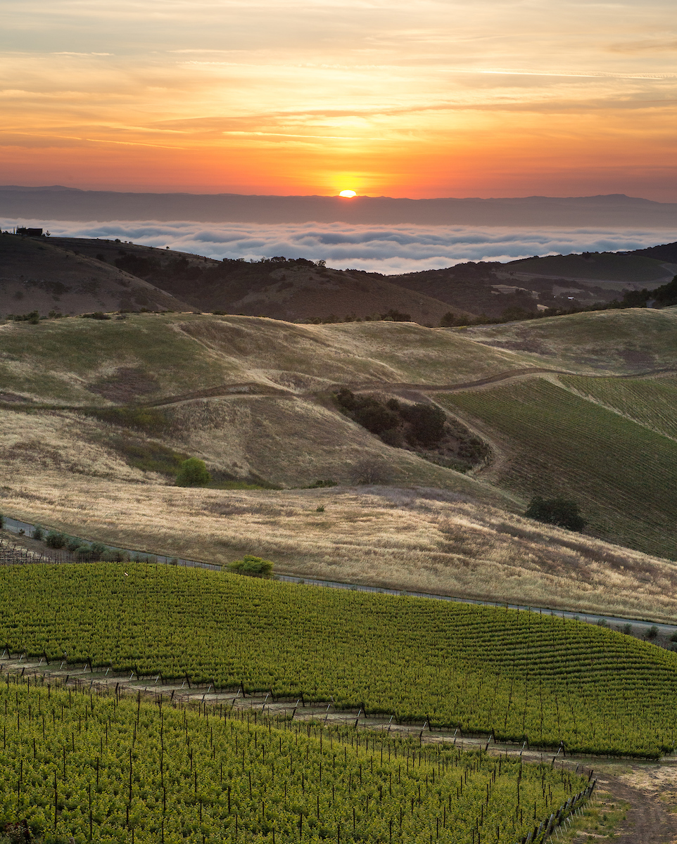 vineyards, crops, sunset land use