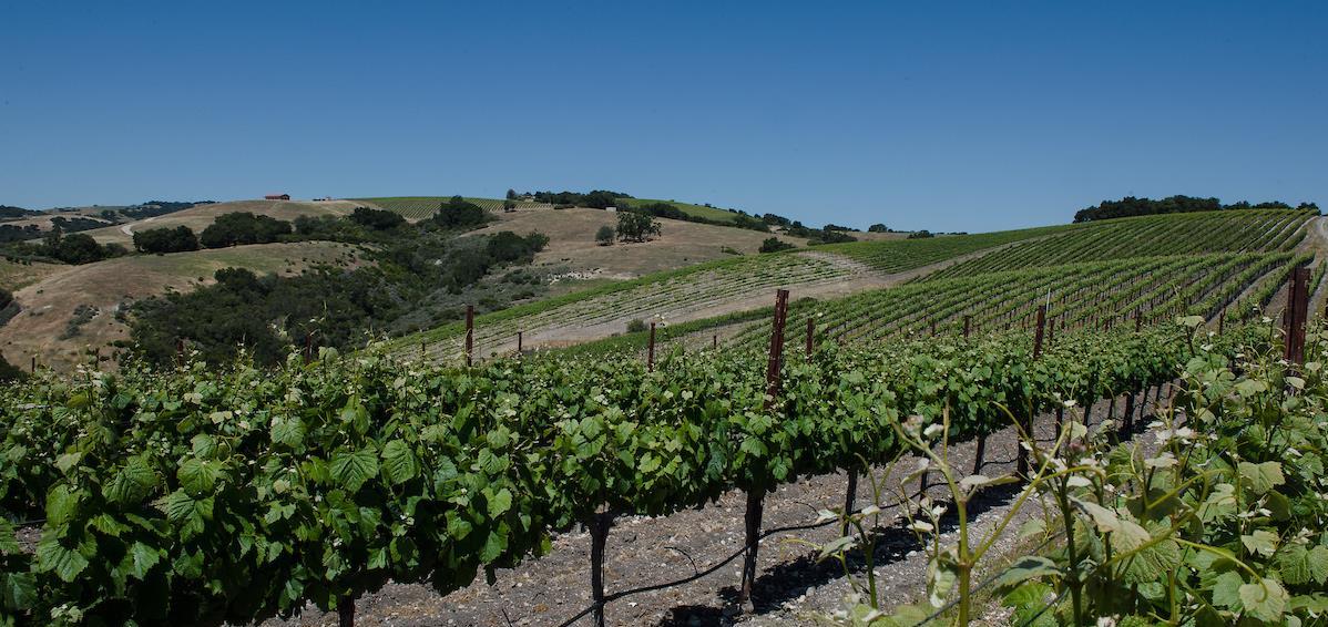 View from Calcareous Vineyard in Paso Robles, California.