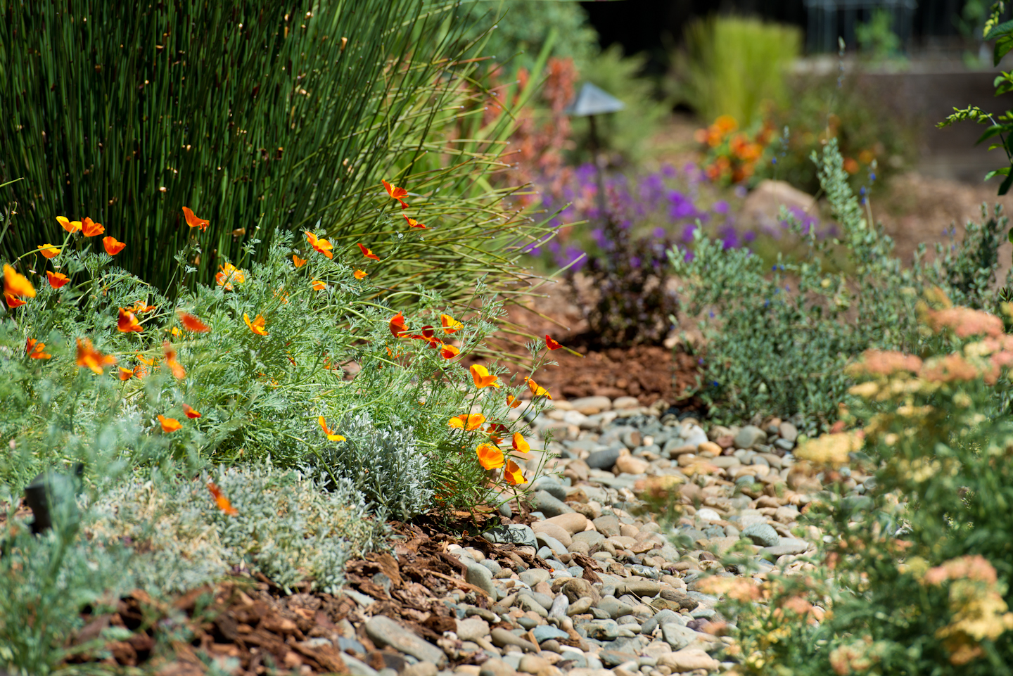 Water Efficient Landscaping, Desert Landscape Plants California