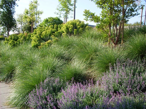 Santa Rosa Demonstration Garden, Photo by Julie Saare-Edmonds 2015