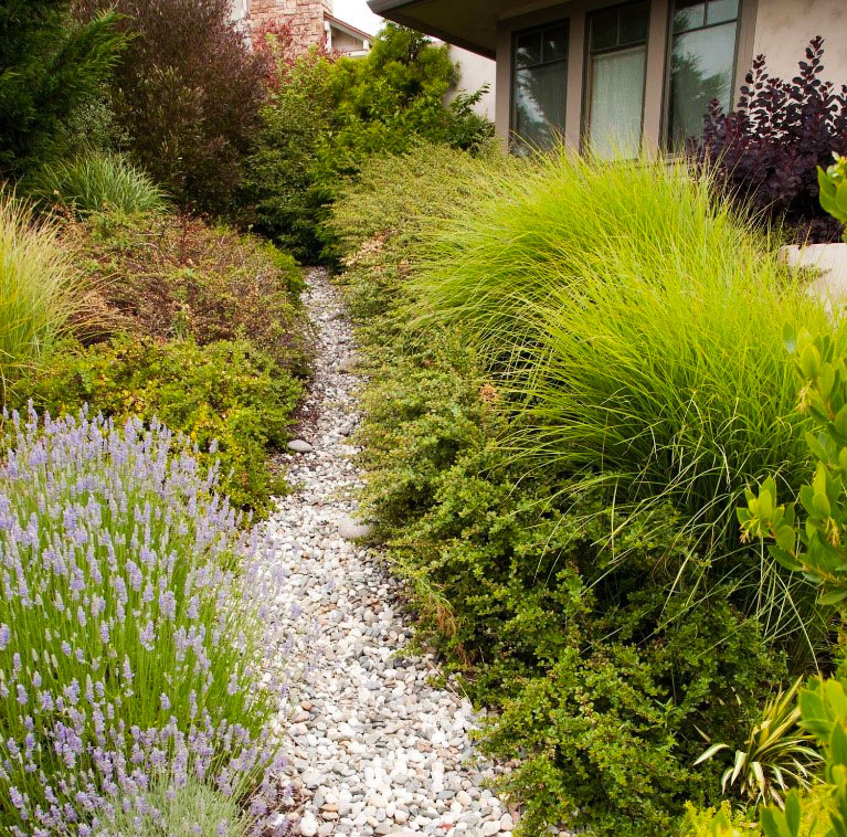 Removing Your Lawn, Cost To Install Drought Tolerant Landscaping