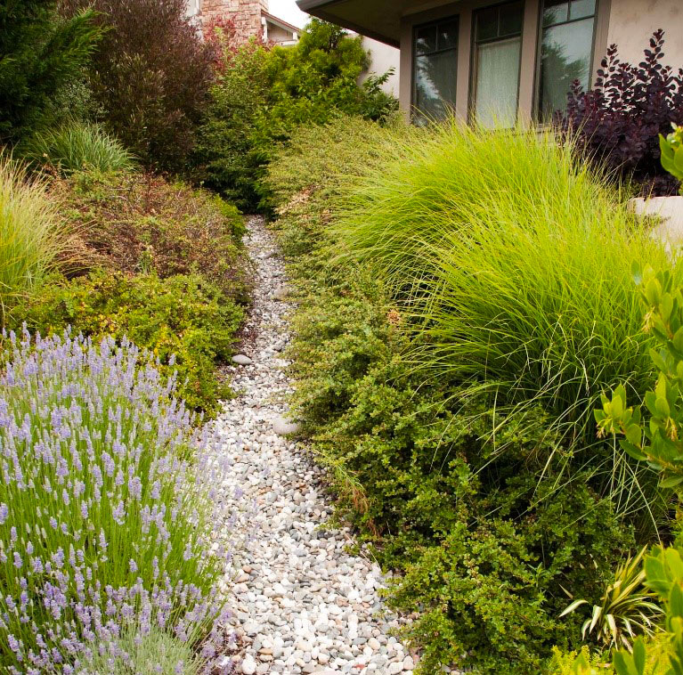 Installing a rain garden? You could be eligible for a rebate