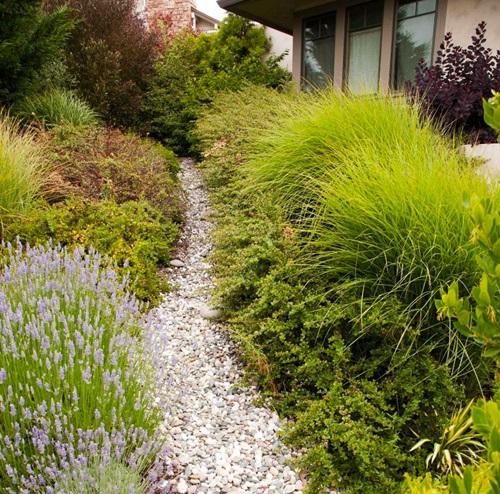 Removing Your Lawn, How To Install Drought Tolerant Landscaping