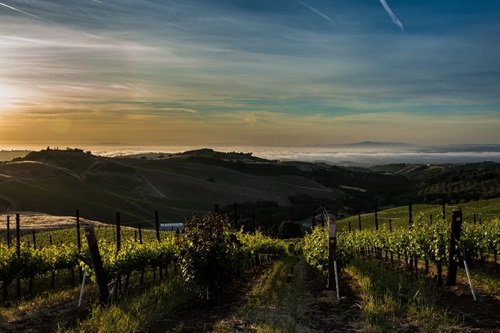 Daou Vineyard, located in Paso Robles, is an organic vineyard that uses cover crops and other methods to ensure healthy soils.