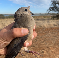 Mourning dove.