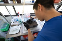 Juvenile Salmon are surgically implanted with with acoustic tracking tags by DWR scientists to track the fish migration along the Sacramento River in West Sacramento, California. Photo taken April 18, 2024.