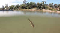 close-up of Steelhead fry in river