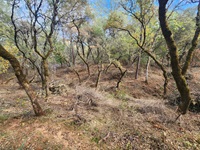 An image of a grove of oak trees that have been cleared of overgrown vegetation showing the results of fuel load management work.