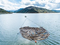 Driftwood is collected and towed in pods with boats throughout Lake Oroville in Butte County, California. Photo taken March 7, 2023.