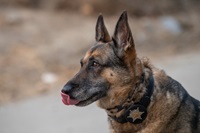 On the Sacramento River in California, K-9 Warden “Luna” a German Shepherd, prepares to board a patrol boat, a trip which may or may not lead to an inspection.