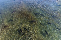 Spring-run Chinook salmon.