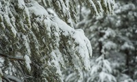 close up of snow on trees in Eldorado National Forest